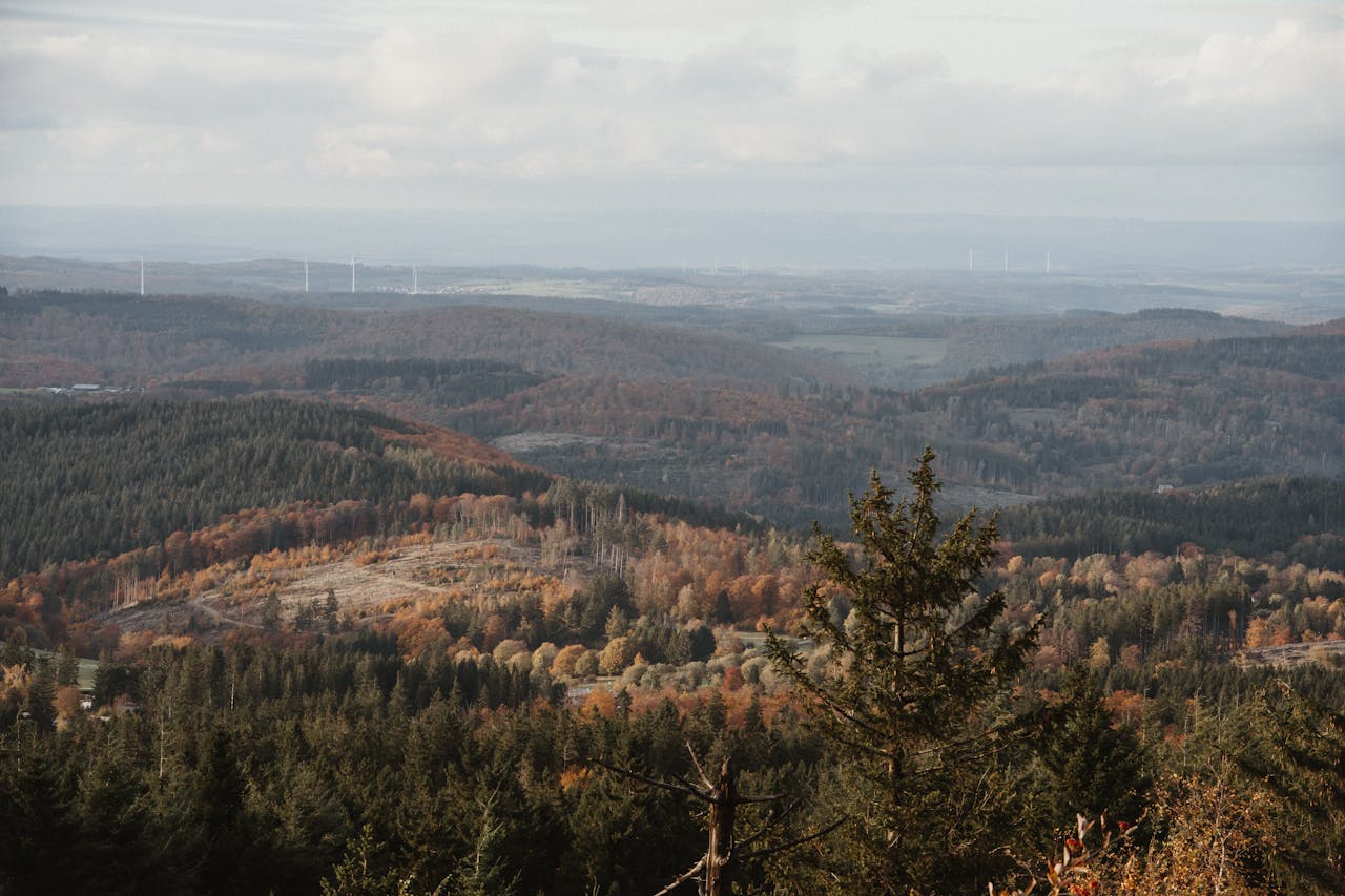 A view of the forest and hills from a hilltop